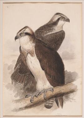 Osprey (Pandion haliaetus)
