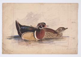 Wood duck [male] & [female] (aix sponda)