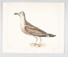 Lesser black-backed gull (Larus fuscus)