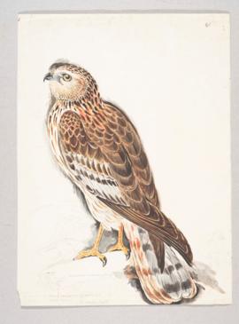 Western marsh harrier (Circus aeruginosus)