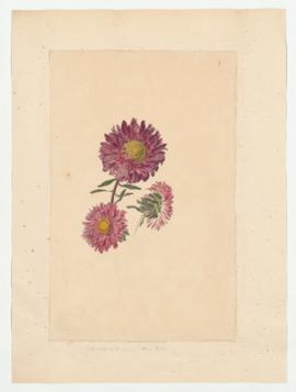 Callistephus chinensis “China Aster”