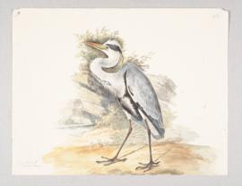 Grey heron (Ardea cinerea)