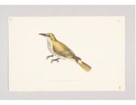 Indian golden oriole (Oriolus kundoo)