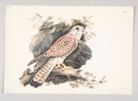 Common Kestrel (Falco tinnunculus)
