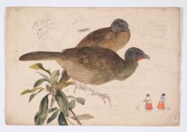 [Two unidentified pigeons].