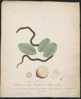 Dissections of the Strychnos Nux Vomica