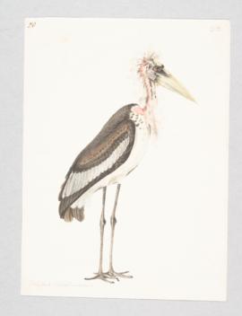 Greater Adjutant (Leptoptilos dubius)