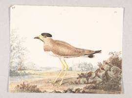 Yellow-wattled lapwing (Vanellus malabaricus)