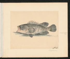Serranus horridus