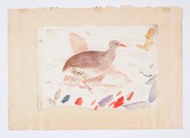 [Small-billed tinamou (crypturellus parvirostris)]