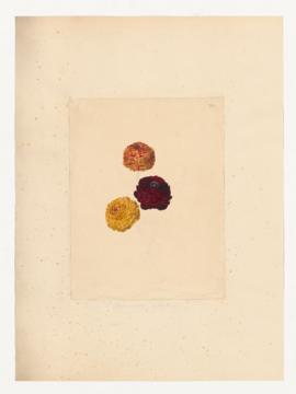 Ranunculus asiaticus