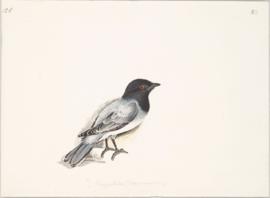 Black-headed cuckooshrike (Lalage melanoptera)