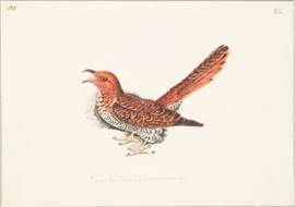 Grey-bellied Cuckoo (Cacomantis passerinus)