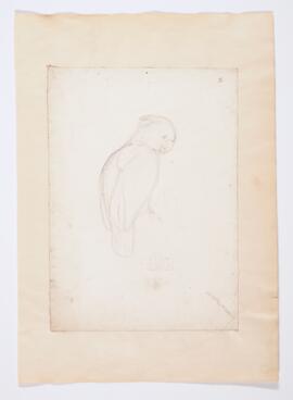 [Unidentified parrot]